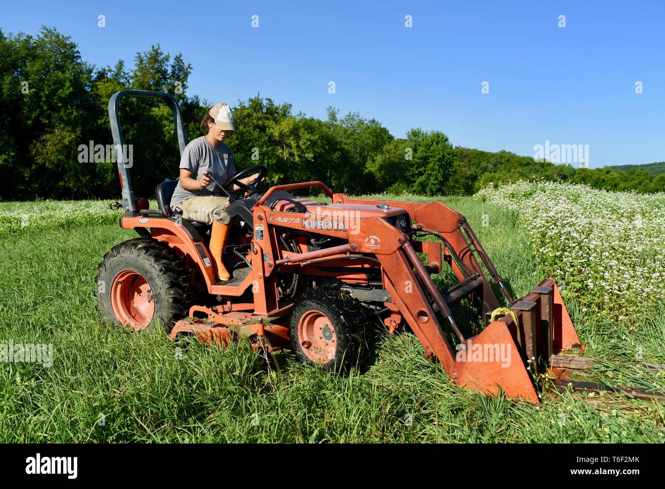 Lavoro duro contadina in piedi e hopping off dopo la guida di un arancione Kubota trattore su piccola fattoria fuori Decorah, Iowa, USA Foto Stock