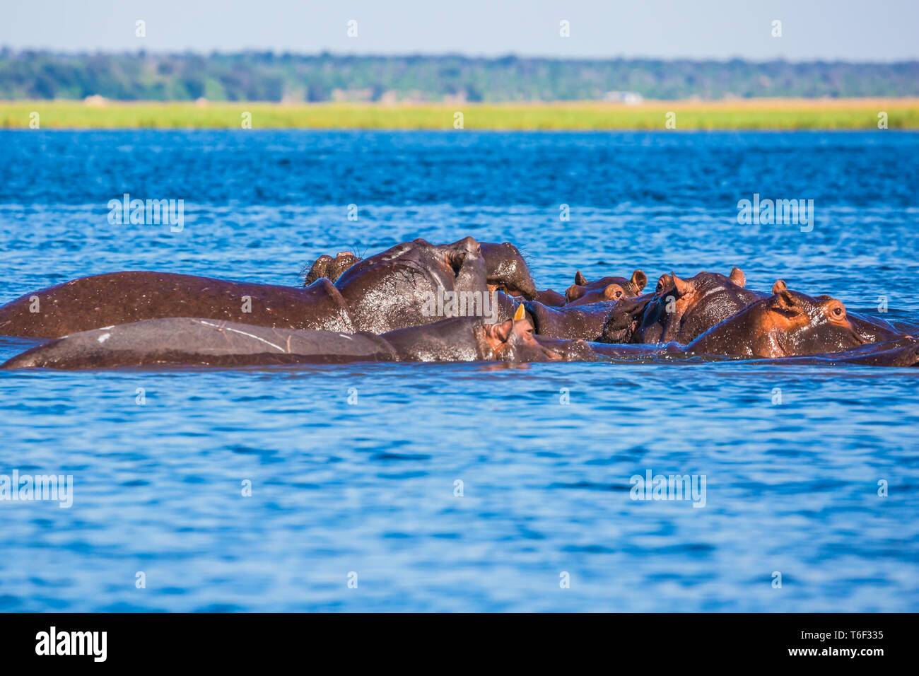 Gli ippopotami in un giorno caldo Foto Stock