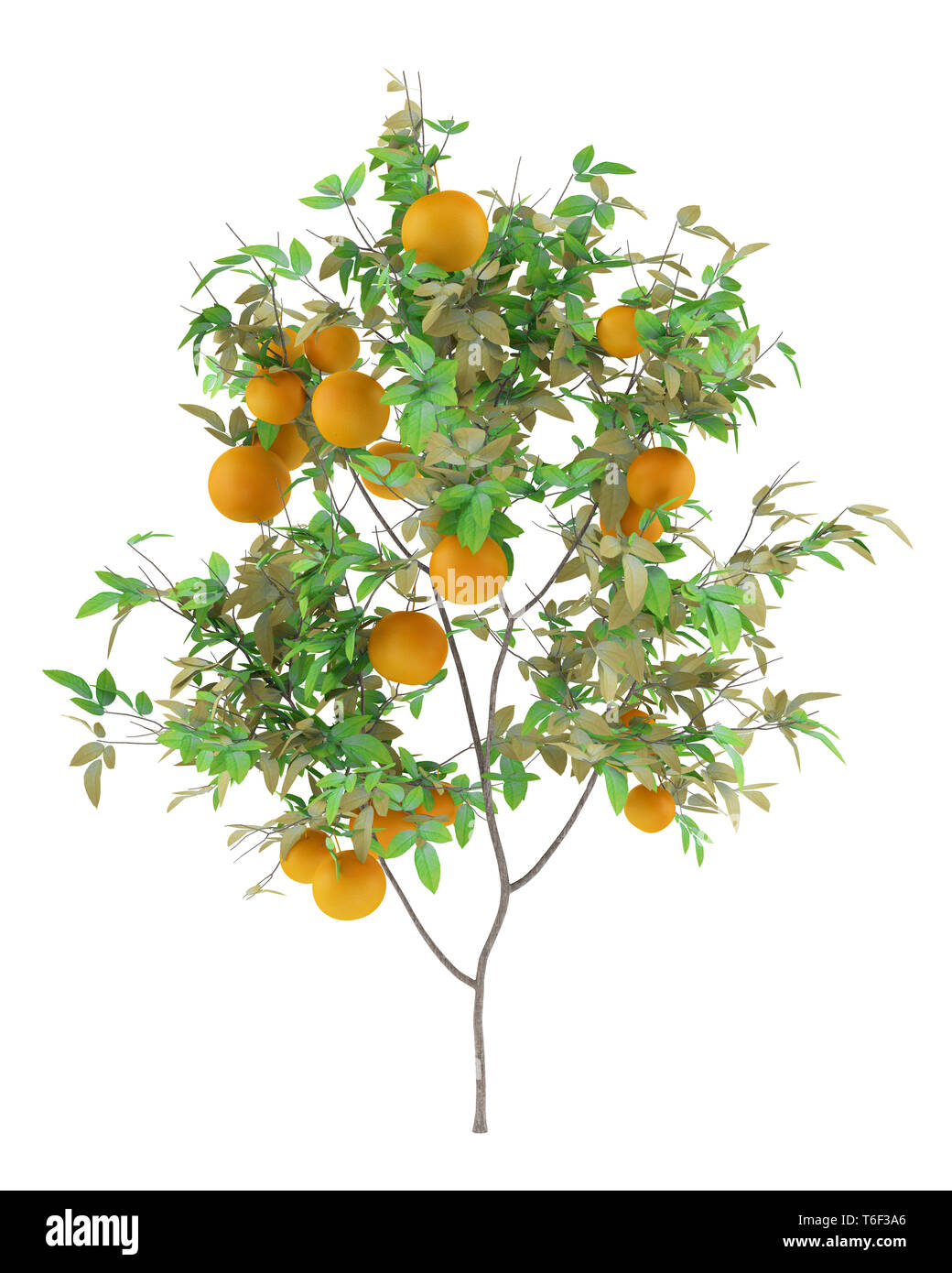 Arancio con arance isolati su sfondo bianco Foto Stock
