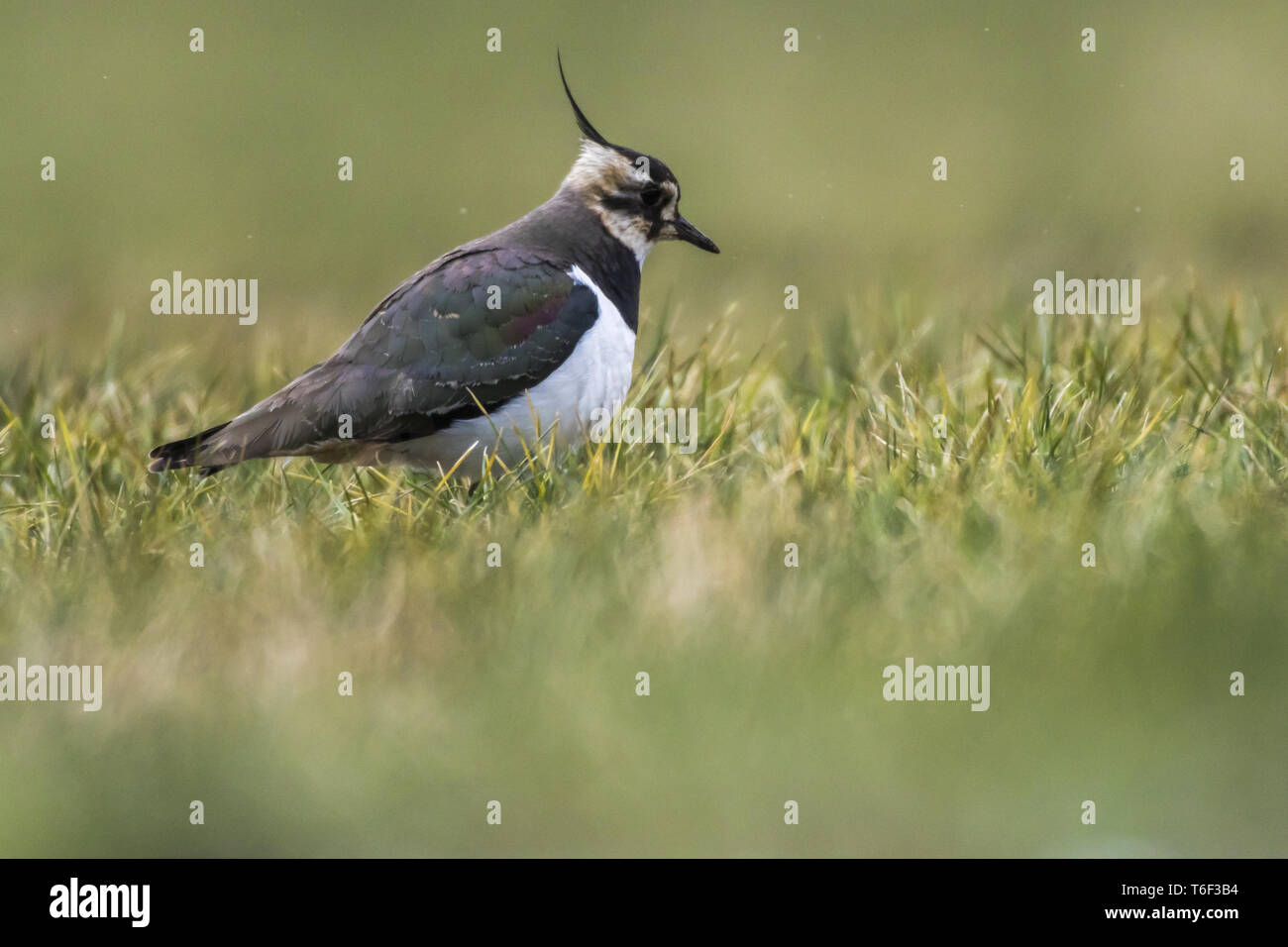 Pavoncella (Vanellus vanellus) Foto Stock