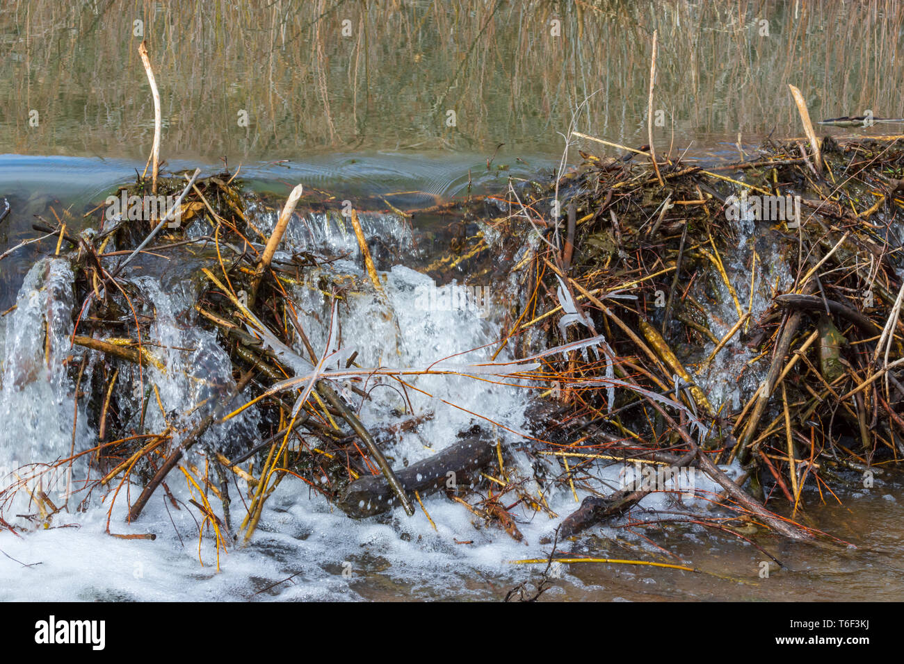 Runoff primaverile di acqua trabocca una diga americana di Beaver (Castor canadensis), Castle Rock Colorado USA. Foto scattata in aprile. Foto Stock