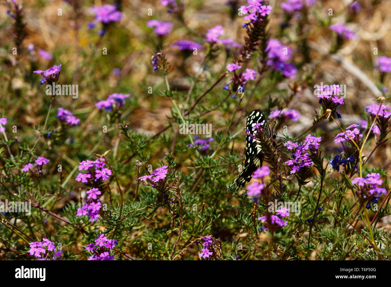 In bianco e nero a farfalla per sbattimento le sue ali nel campo Foto Stock