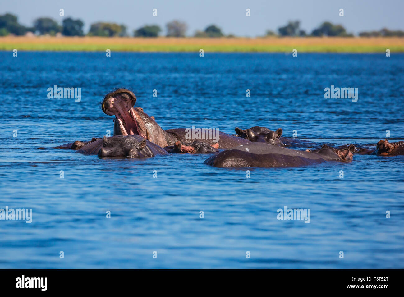 La mandria di hippos Foto Stock