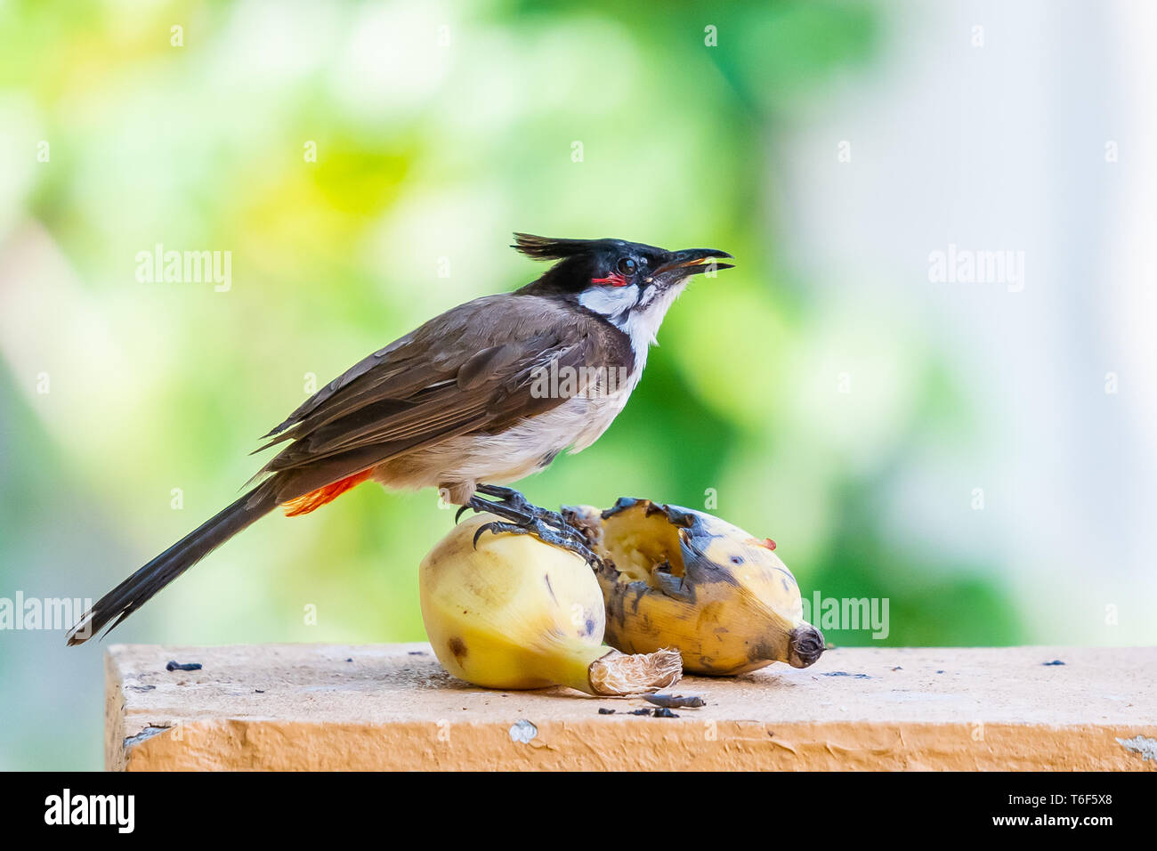 Rosso-whiskered bulbul appollaiate su banana godendo del suo sapore Foto Stock