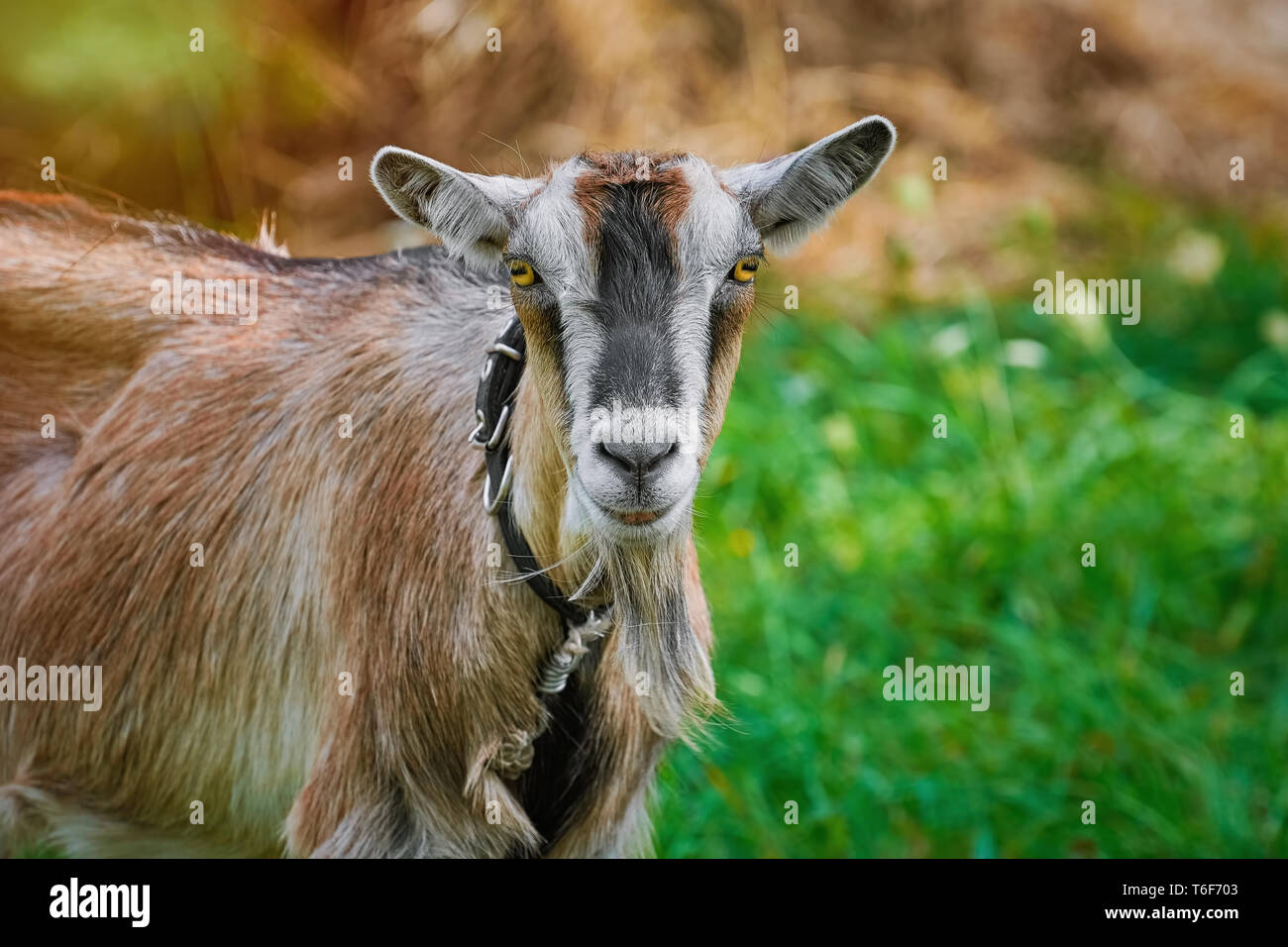 Ritratto di caprone Foto Stock