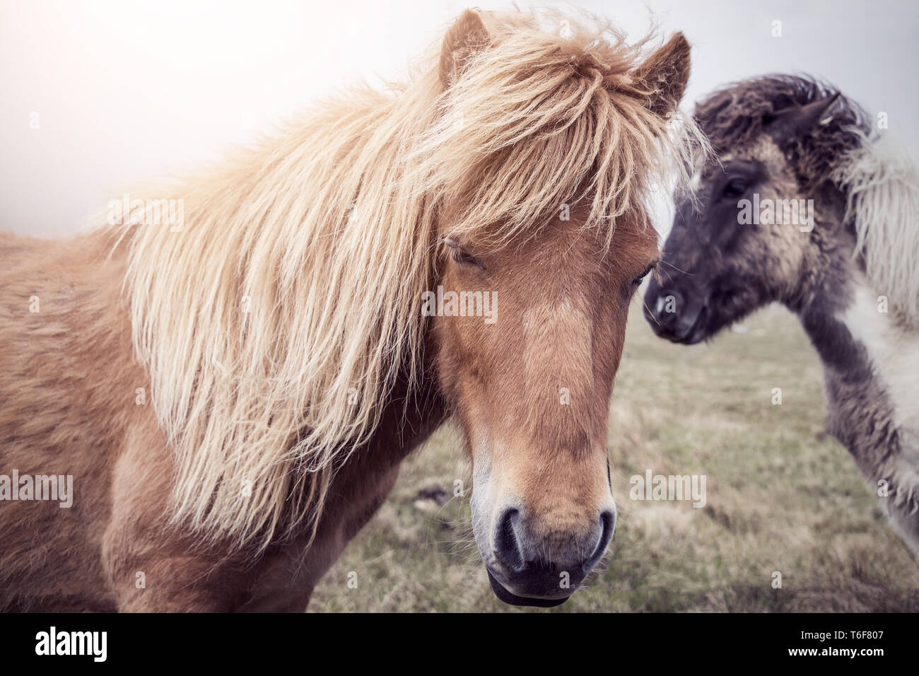 I cavalli delle isole Faerøer al sole Foto Stock