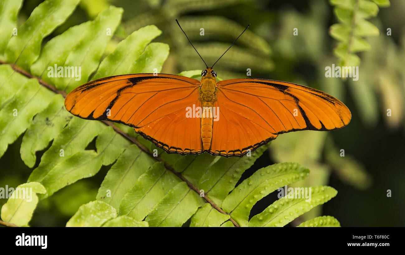 Julia Heliconian (Dryas iulia) farfalla Foto Stock