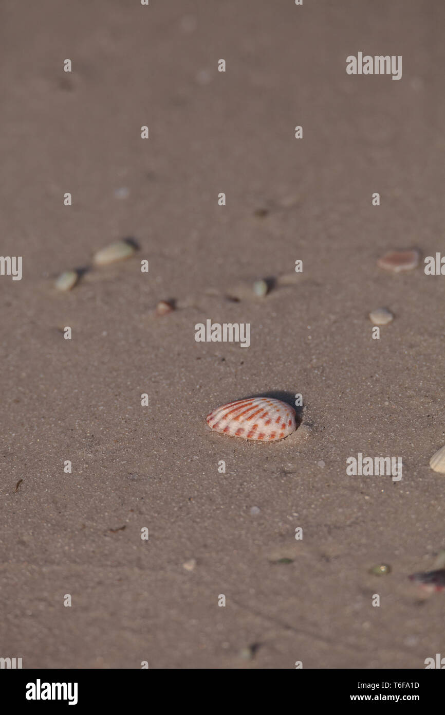 Venere Sunray Macrocallista nimbosa conchiglia di mare Foto Stock