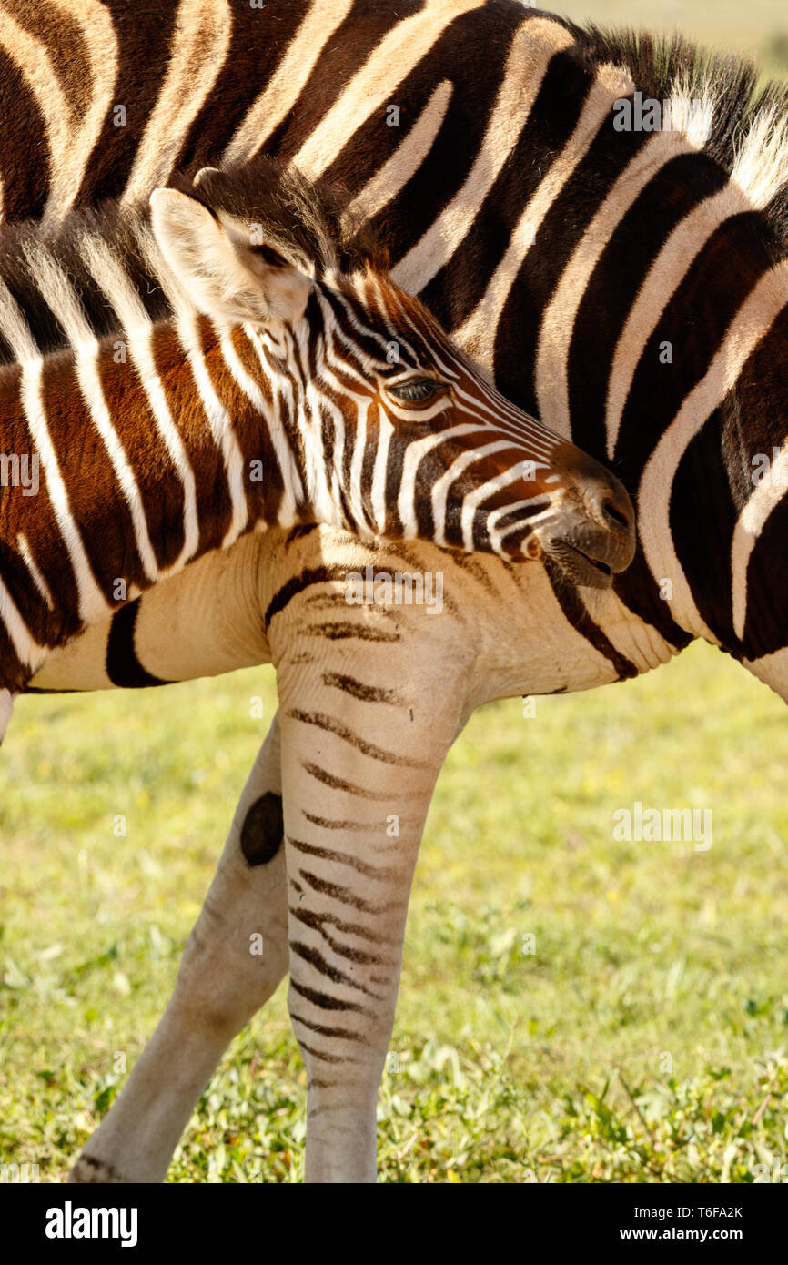 Zebra bambino in piedi saldamente contro la sua mamma Foto Stock