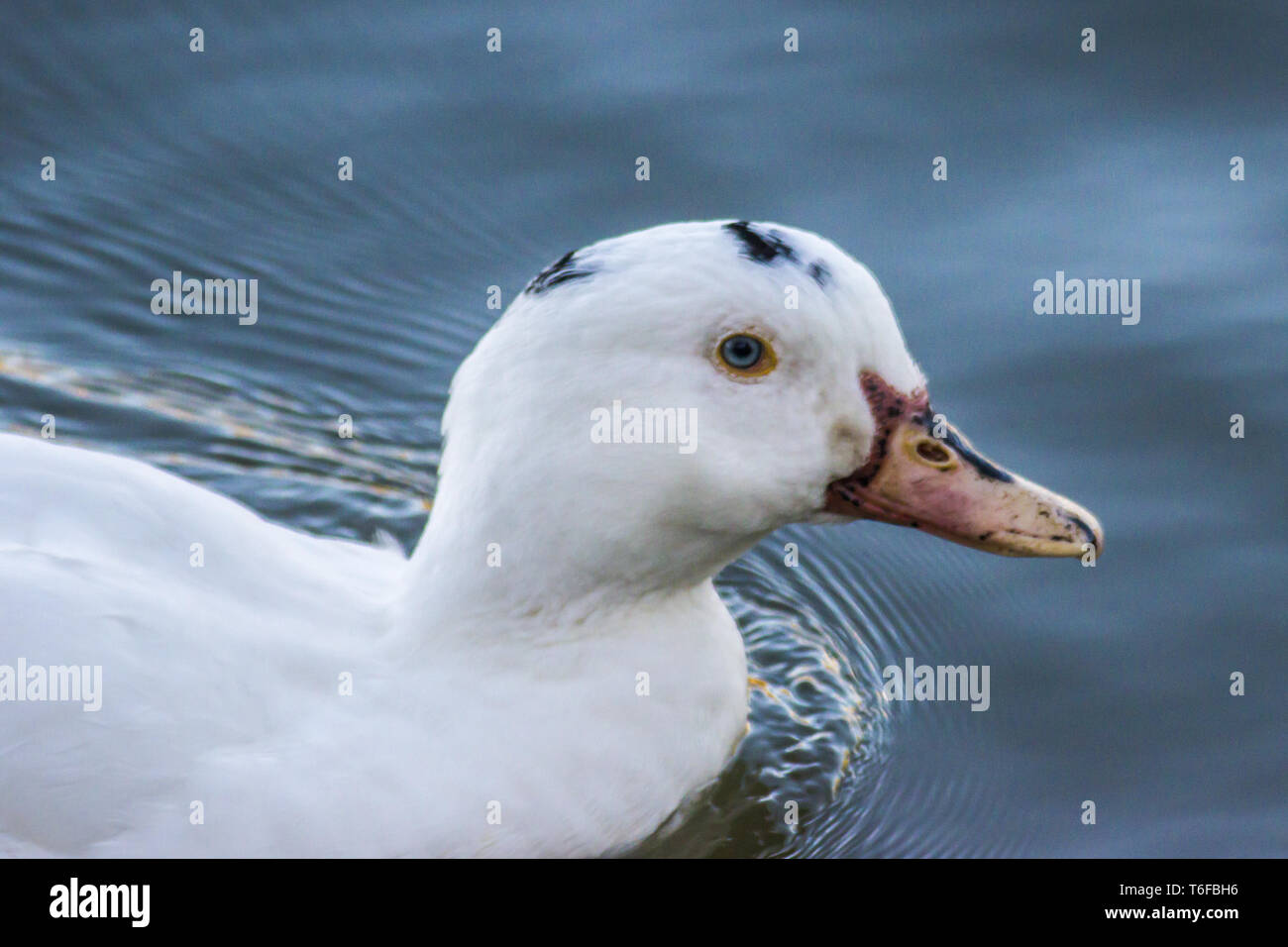Anatra domestica (Ana plathyrhanchos) Foto Stock