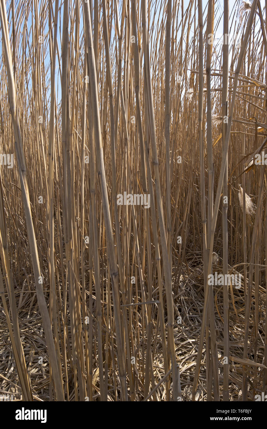 Il miscanto gigante (Miscanthus x giganteus) Foto Stock