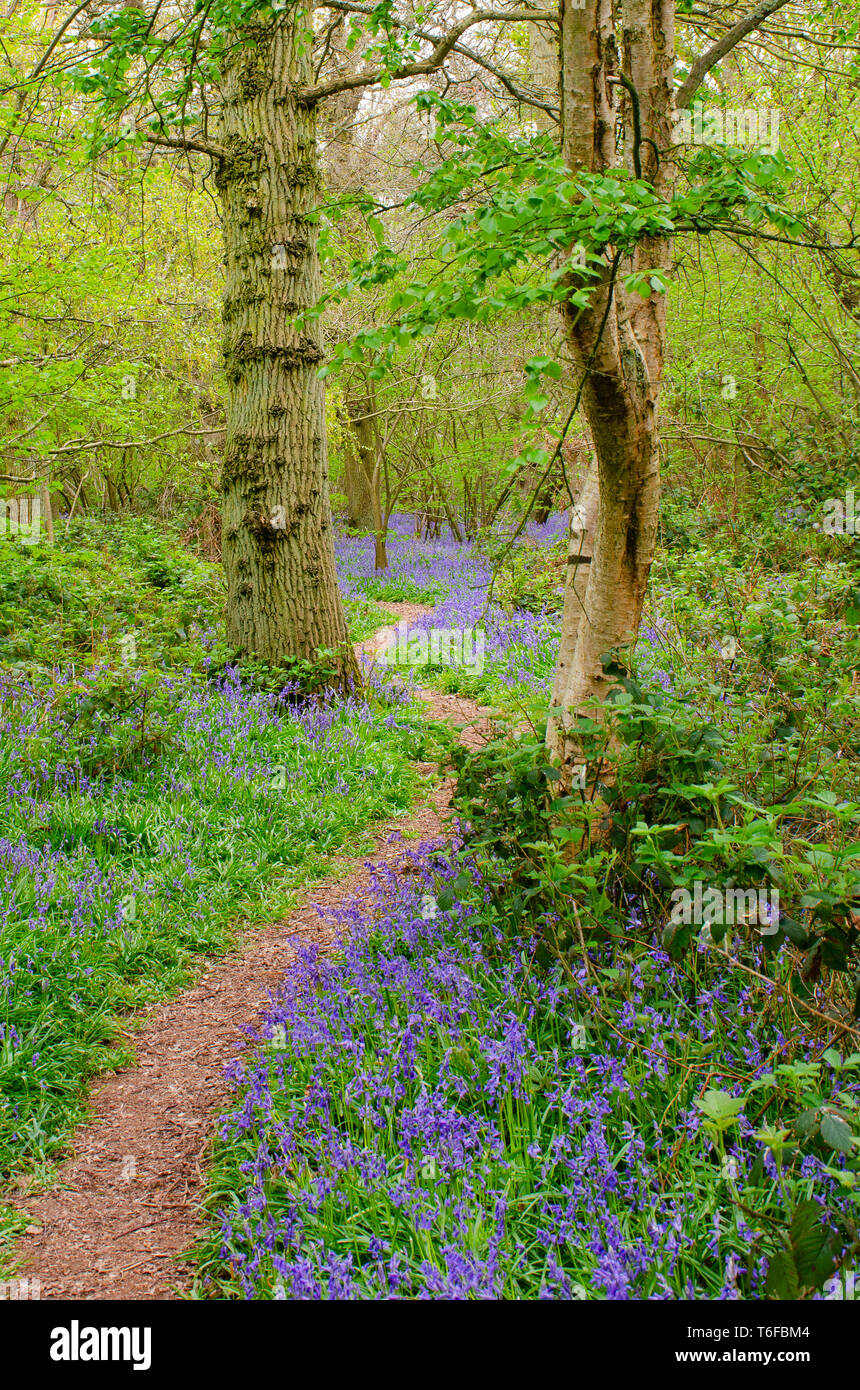 Il percorso nella foresta confina con Bluebells Foto Stock