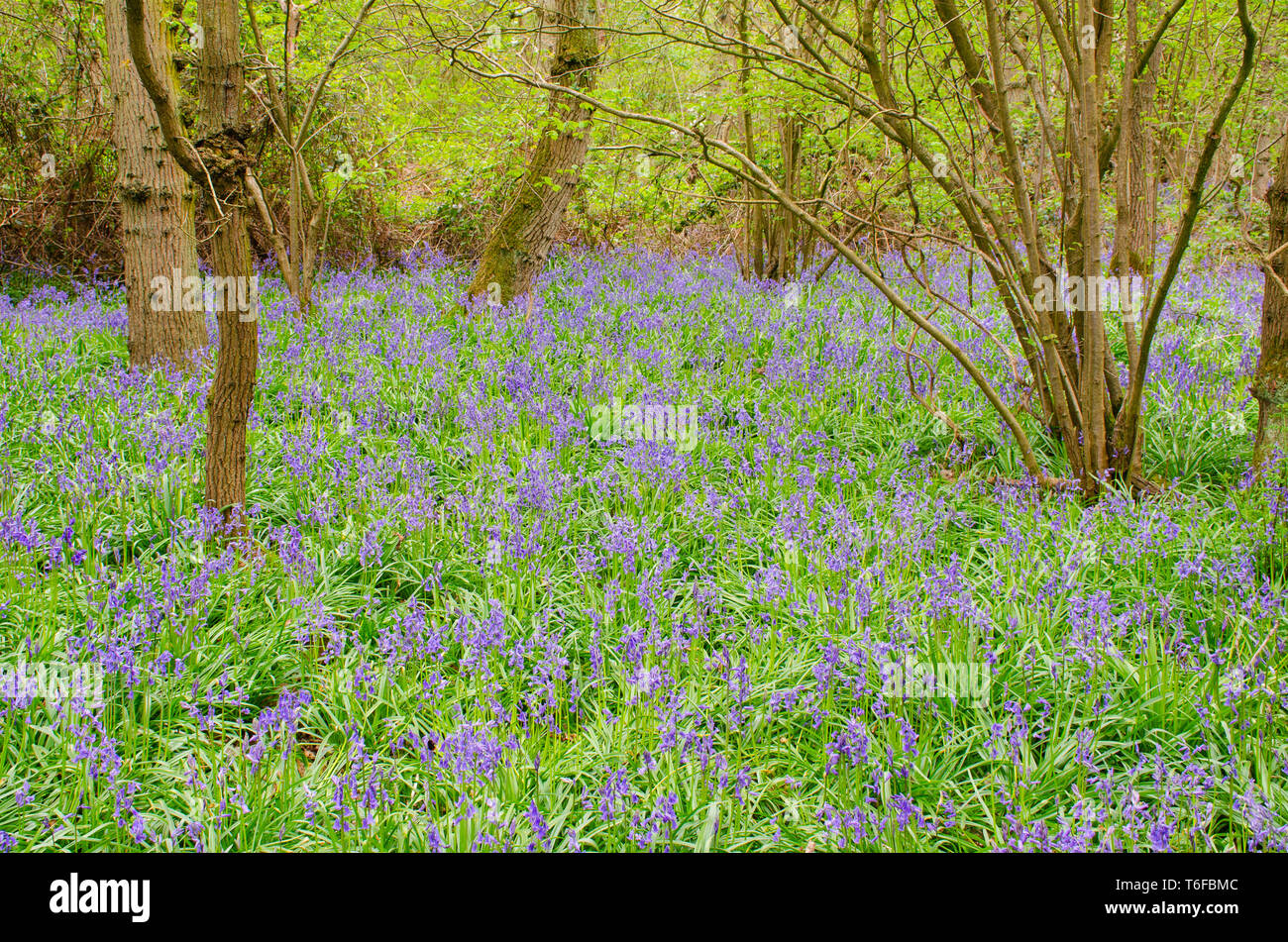 Ampio campo di Bluebells in impostazione della foresta Foto Stock