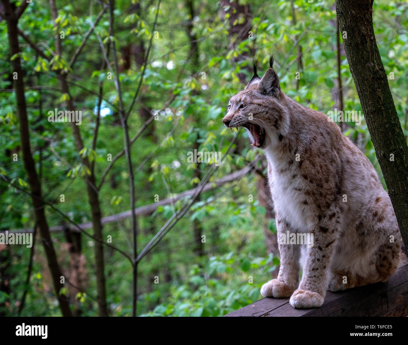 Felis lynx, lince europea, Bavarian National Park, Germania Foto Stock