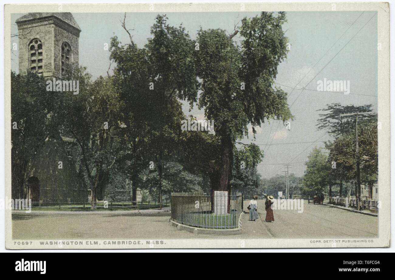 Detroit Publishing Company cartolina vintage riproduzione del Washington Elm, sotto questo albero Washington prima ha preso il comando dell'esercito americano, Cambridge, Massachusetts, 1914. Dalla Biblioteca Pubblica di New York. () Foto Stock