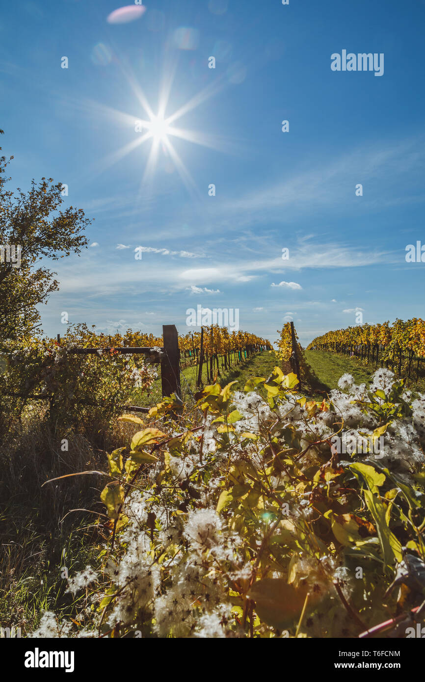 Veduta autunnale del vigneto in Vienna (Austria) Foto Stock