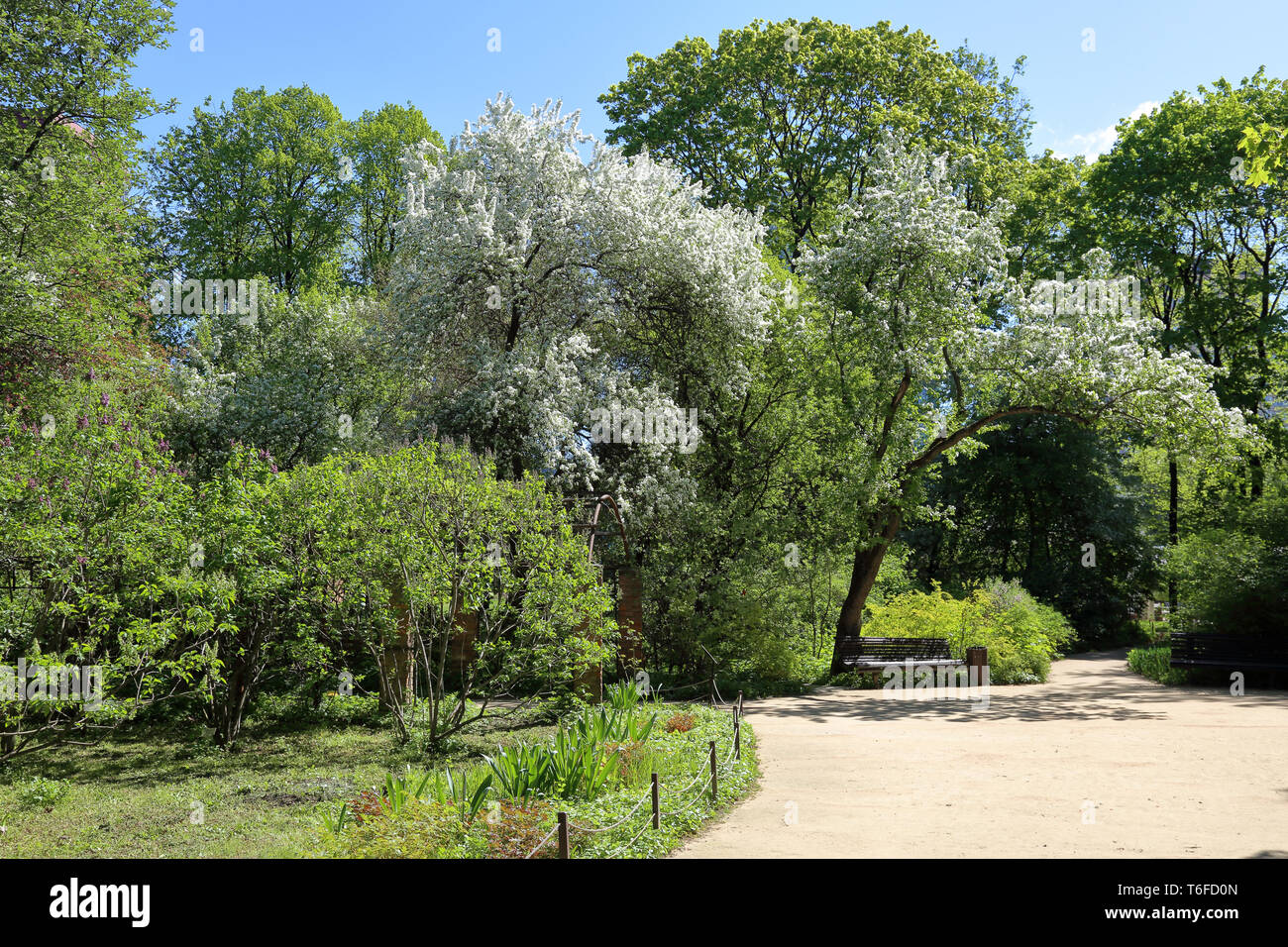 Colorata fioritura tree con splendidi fiori bianchi sui rami Foto Stock