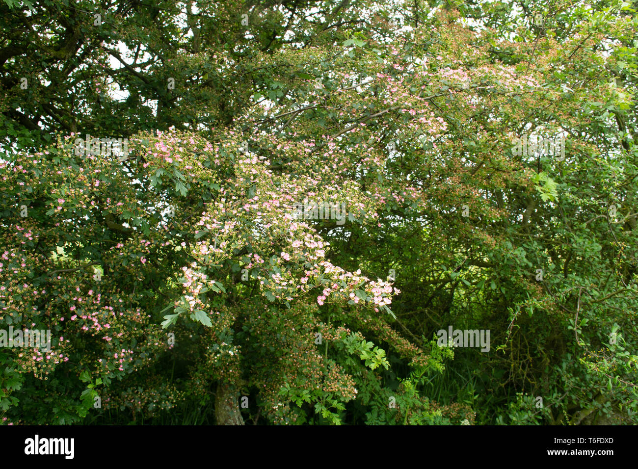 Piccola rosa biancospino fiori che crescono in inglese siepe Foto Stock