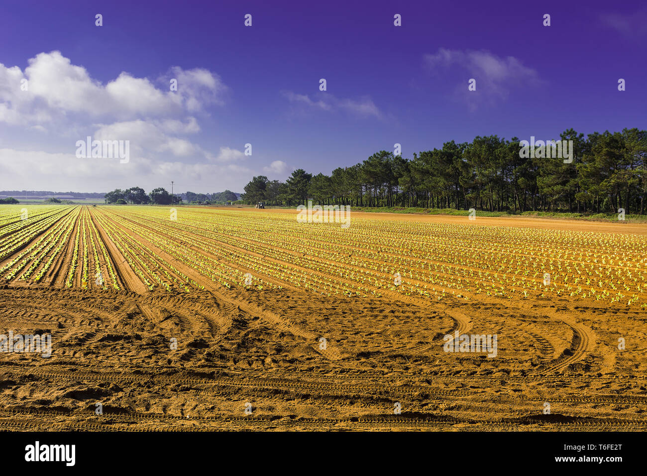 Mozzafiato del paesaggio agricolo Foto Stock