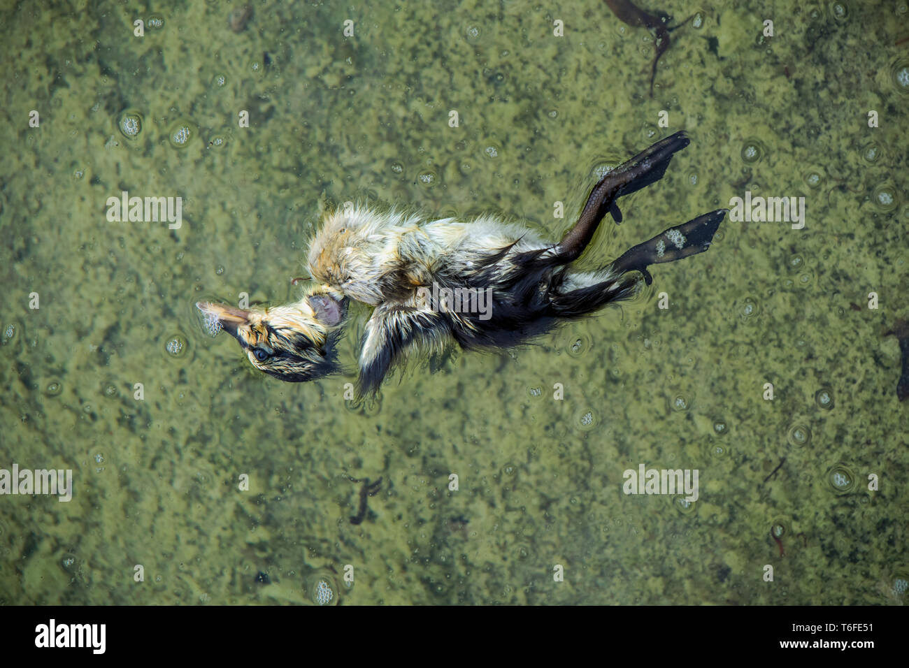 Morto giovane pulcino di Germano Reale Anas platyrhynchos Foto Stock