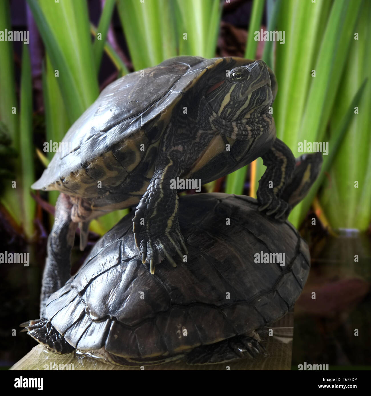 Rosso-eared slider Foto Stock
