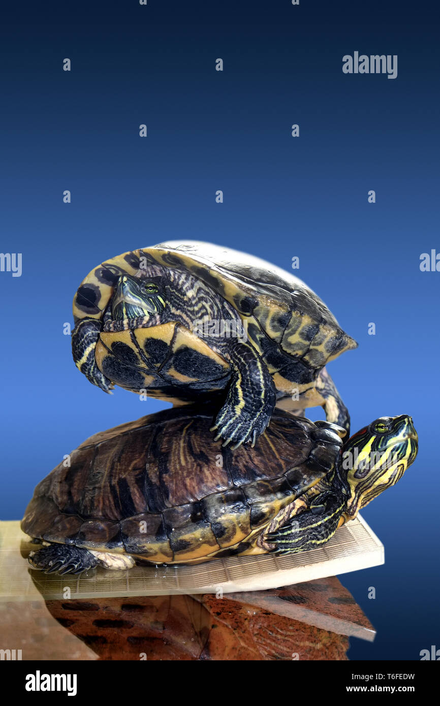 Rosso-eared slider Foto Stock