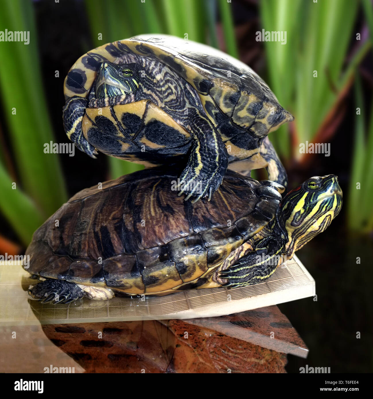 Rosso-eared slider Foto Stock