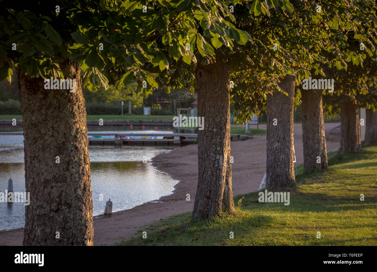 Fila di alberi accanto al lago Foto Stock