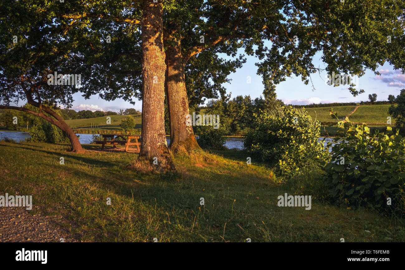 Il lago con alberi al tramonto Foto Stock
