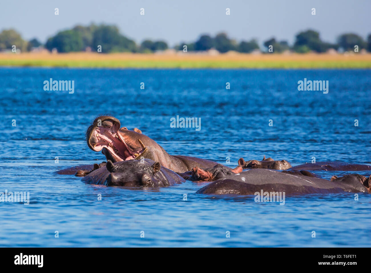 Enormi ippopotami in appoggio nelle fredde acque Foto Stock