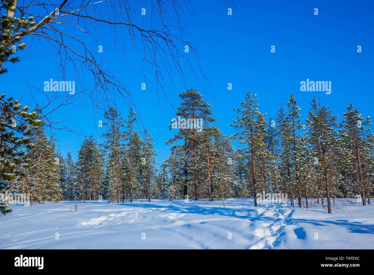 Le ombre blu Foto Stock