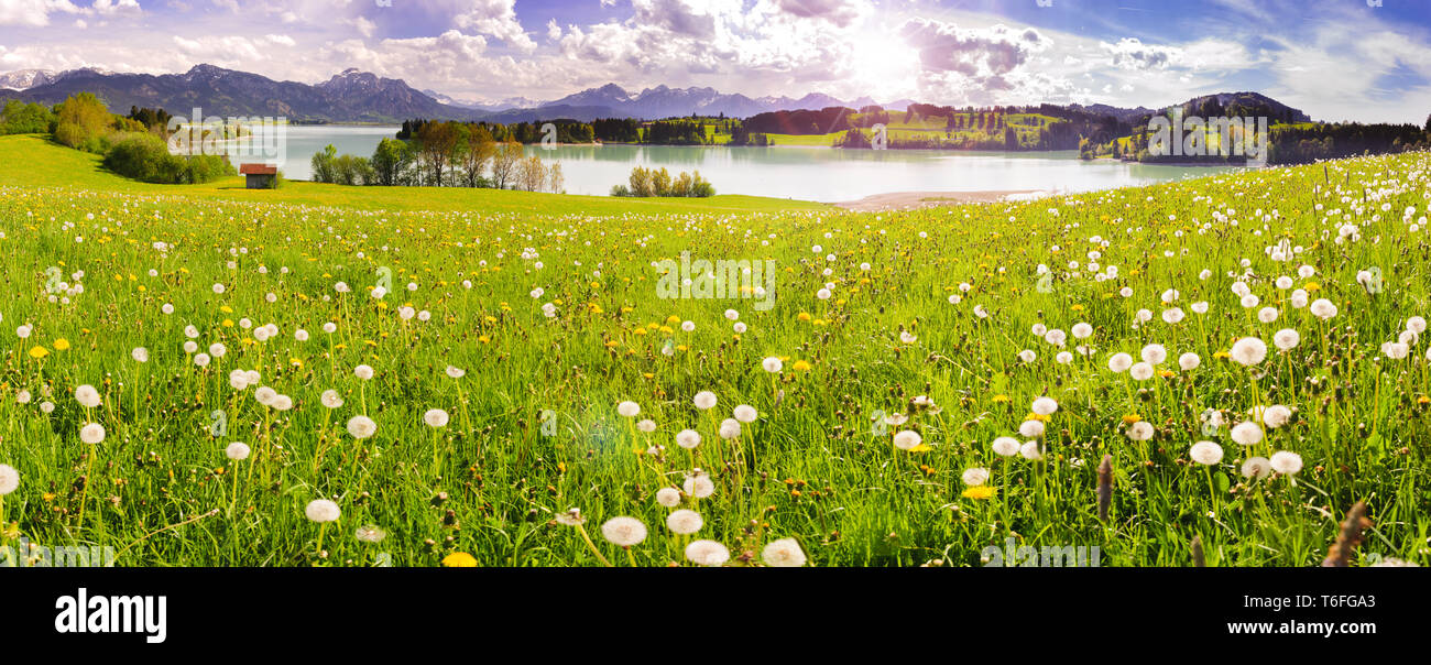 Paesaggio panoramico in Baviera con alpi mountain range, molti fiori a molla e il lago di Forggensee Foto Stock