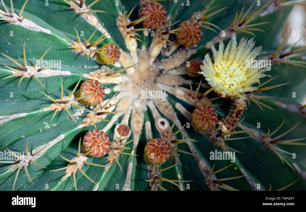 Barrel Cactus con fiore giallo Foto Stock