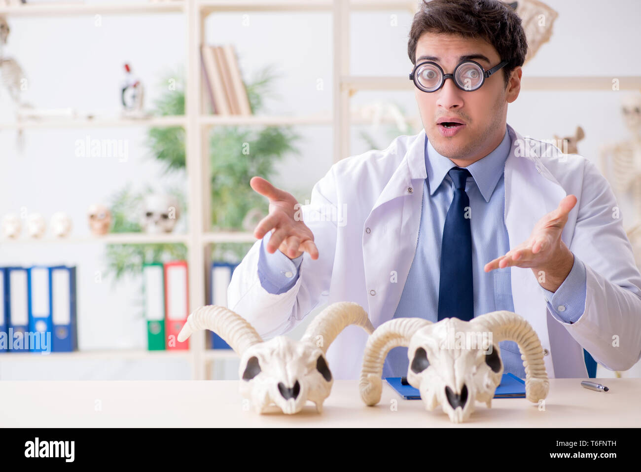 Funny crazy professor studiando gli scheletri di animali Foto Stock