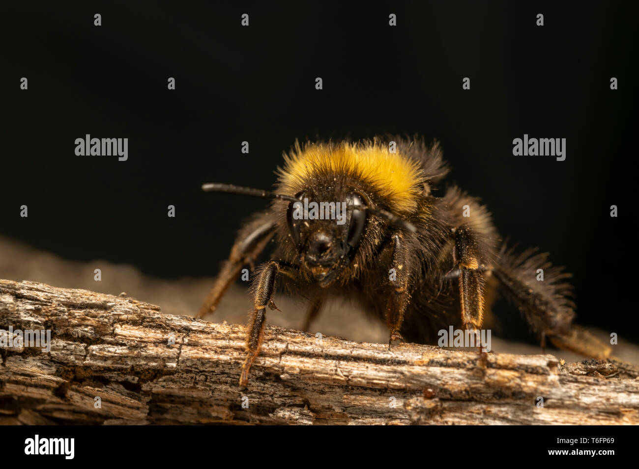 Buff-tailed bumblebee o terra di grandi dimensioni bumblebee (lat. Bombus terrestris) Foto Stock