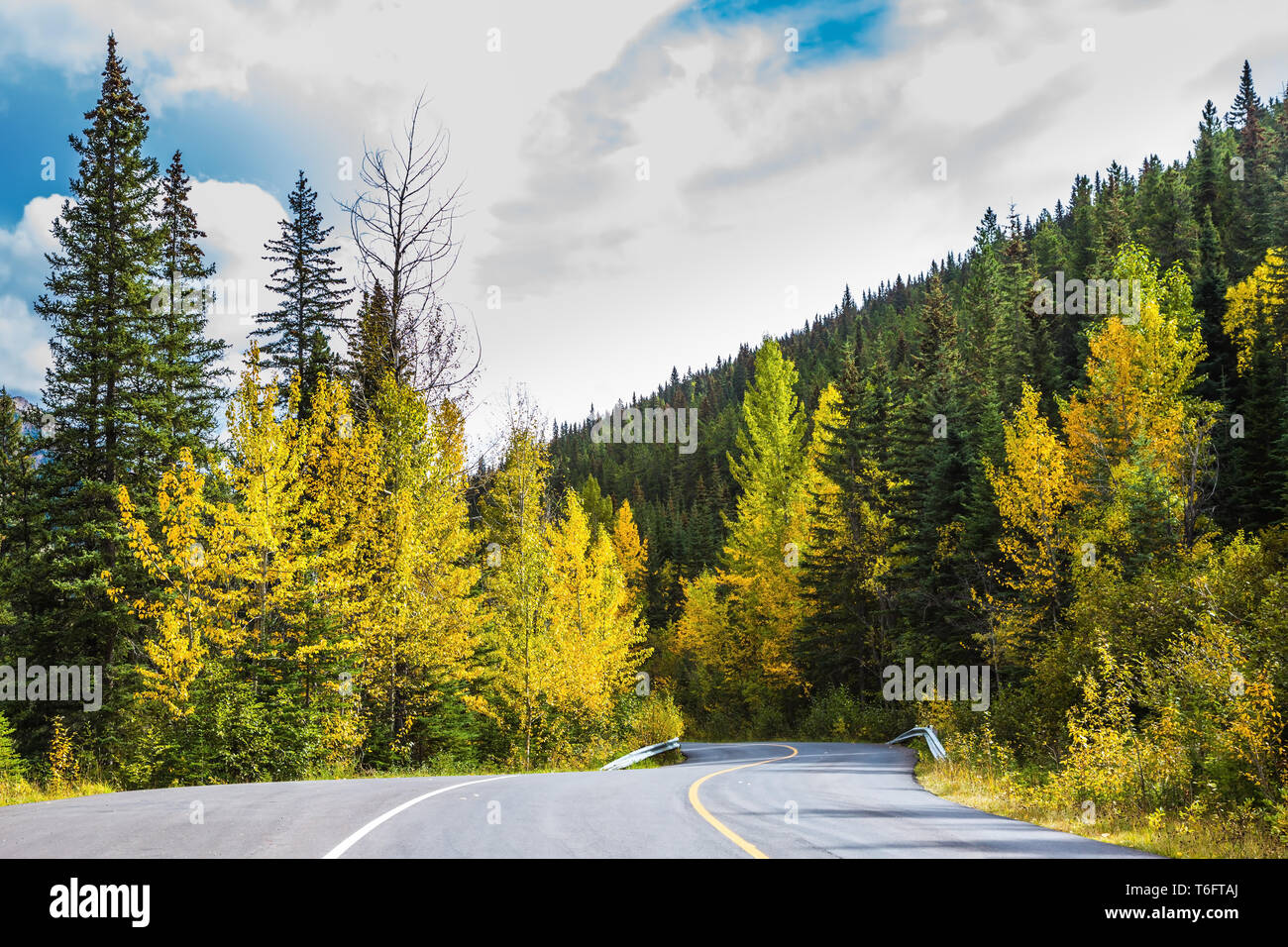 Fitta sempreverdi e foreste di latifoglie Foto Stock
