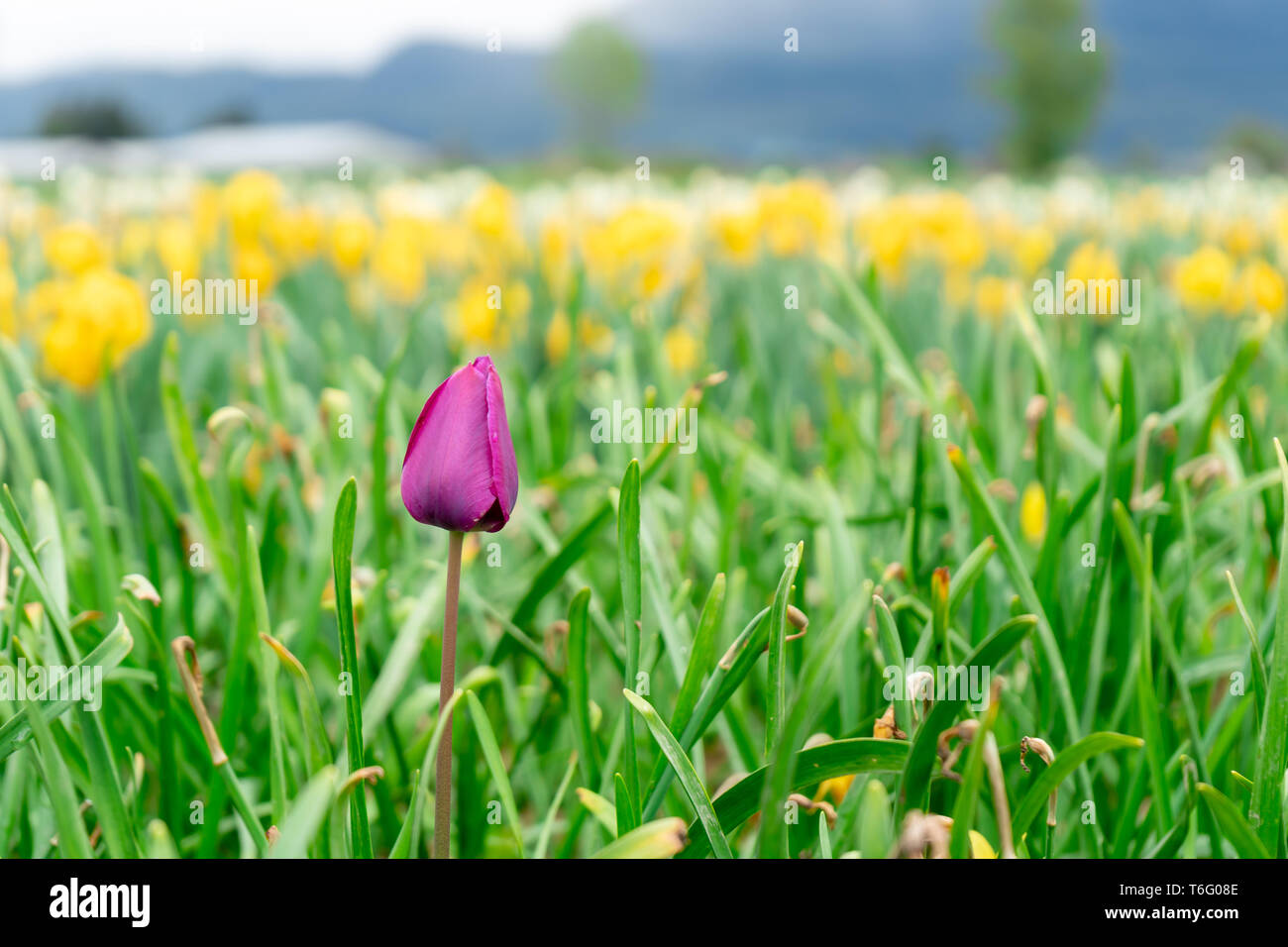 Il francese fine tulip bloom tra campo dei fiori in una fattoria con tulipani gialli in distanza. Messa a fuoco selettiva sul viola pink tulip nella scena. Foto Stock