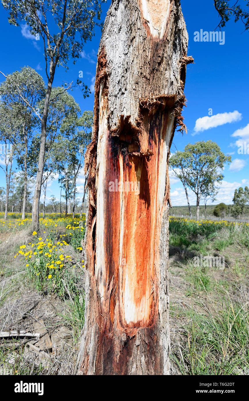 Danneggiato e spurgo gumtree colava red sap, Queensland interno, QLD, Australia Foto Stock