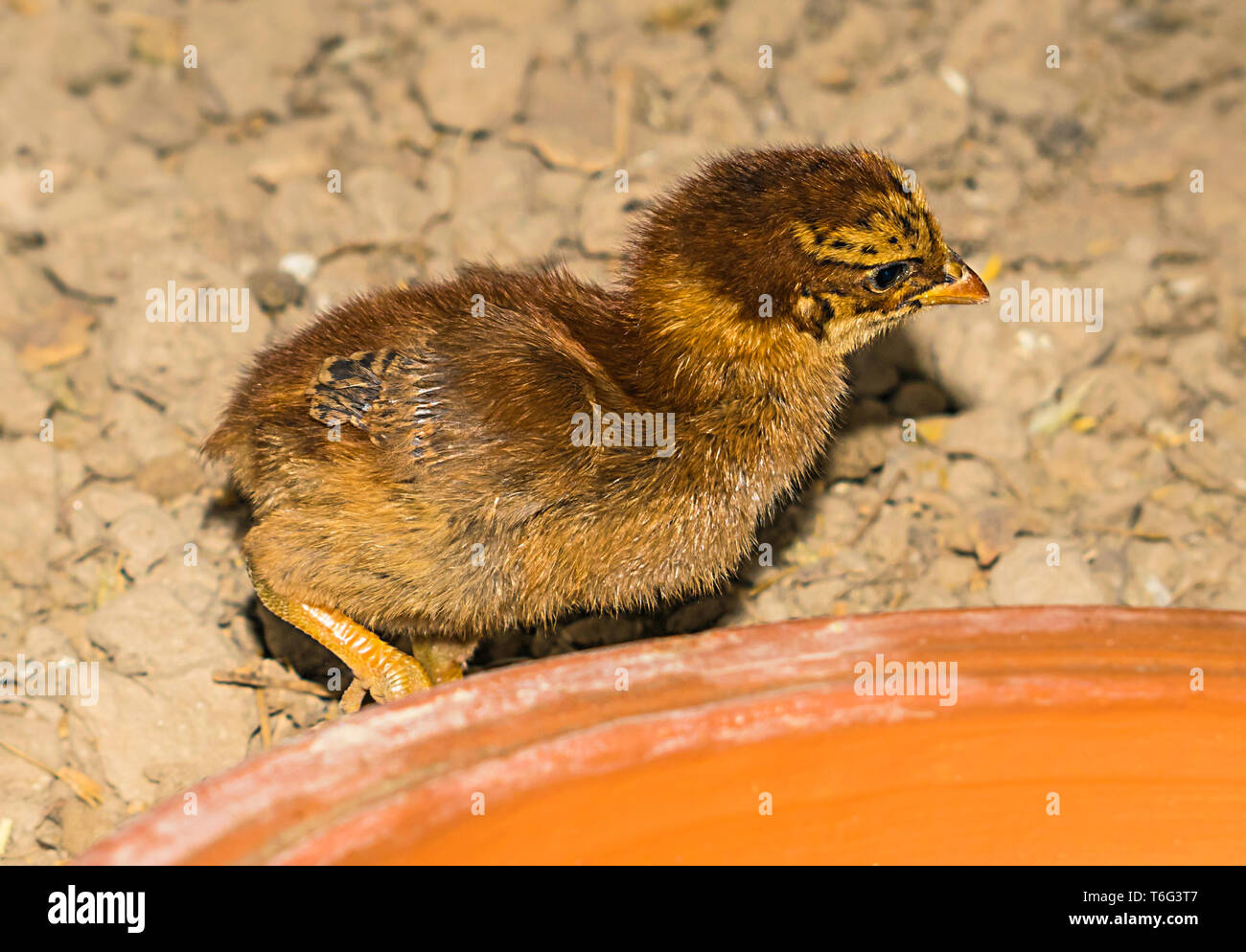 Una chiusura del piccolo ma bellissimo pulcino marrone in una casa della gallina-vista laterale. Foto Stock