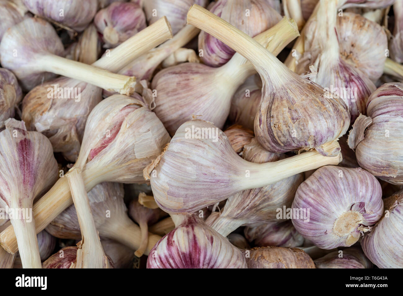 Aglio fresco nel mercato Foto Stock