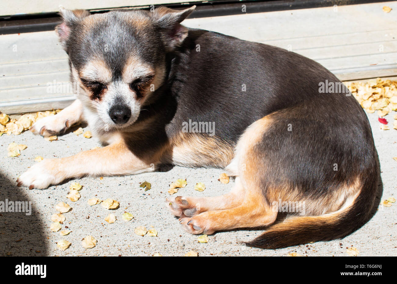 Sunspot Baby - un bel blu e Tan Chihuahua assorbendo i raggi di estate Foto Stock