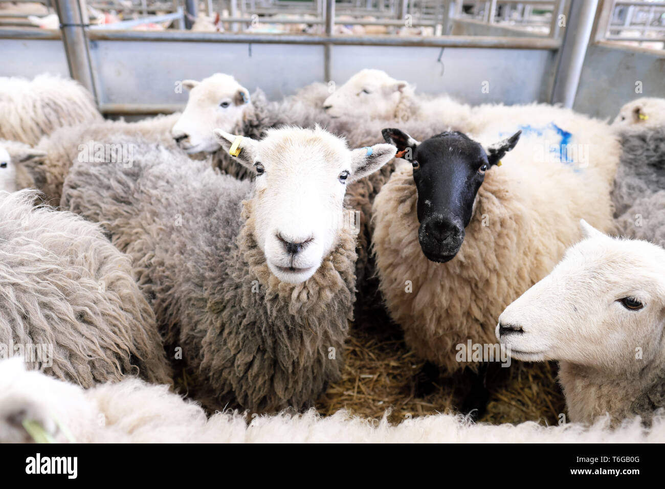 Hereford mercato del bestiame, Hereford, Regno Unito - Mercoledì 1 Maggio 2019 - Vendita di pecore da riforma e pecore da riproduzione di tutta Herefordshire e marche area di confine - gli allevatori di pecore in una situazione di costante incertezza sul futuro di agnello dei prezzi a causa Brexit - Photo Steven Maggio / Alamy Live News Foto Stock