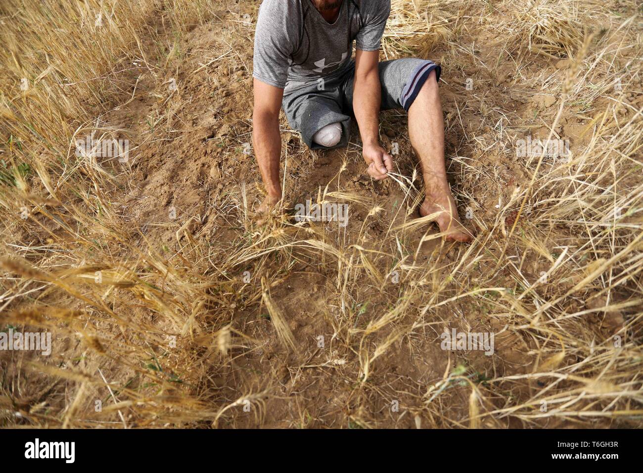 Khan Younis, Striscia di Gaza, Territori palestinesi. Il 1 maggio, 2019. Suhaib Qudih, 33 e sua sorella Naziha Qudih, 38, che hanno perso le loro gambe dopo che esse sono state riprese da parte delle forze israeliane durante il confine settimanale proteste, il raccolto del frumento raccolto al loro campo di Khan Younis nel sud della striscia di Gaza, Maggio 01, 2019. Tasso di disoccupazione in Palestina è aumentato nel 2018 di raggiungere circa il 31% della forza lavoro partecipanti rispetto a circa 28% nel 2017, dove il numero di disoccupati è aumentato da 377 mila nel 2017 a 426 mila nel 2018 Credit: Ashraf Amra/immagini APA/ZUMA filo/Alamy Live News Foto Stock