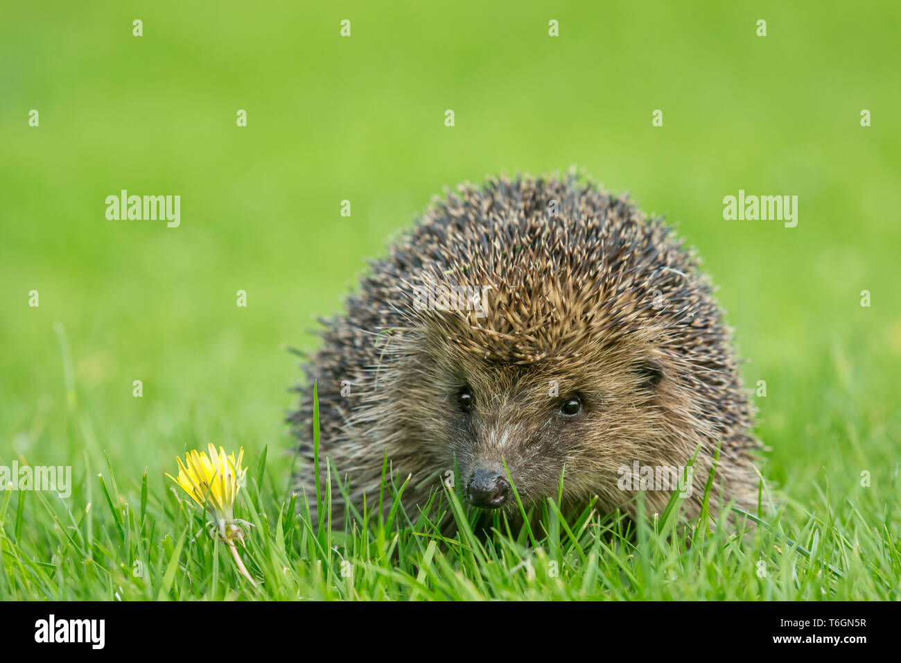 Riccio, (nome scientifico: Erinaceus europaeus) selvatica, nativo,hedgehog europea nel giardino naturale habitat sul verde prato in primavera. Paesaggio Foto Stock