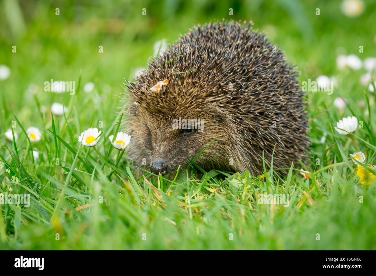 Riccio, (nome scientifico: Erinaceus europaeus) selvatica, nativo,hedgehog europea nel giardino naturale habitat sul verde prato in primavera. Paesaggio Foto Stock