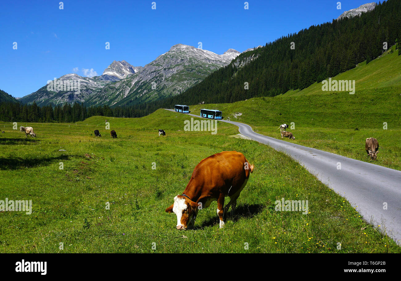 Vacche nel paesaggio alpino, Austria, Europa Foto Stock