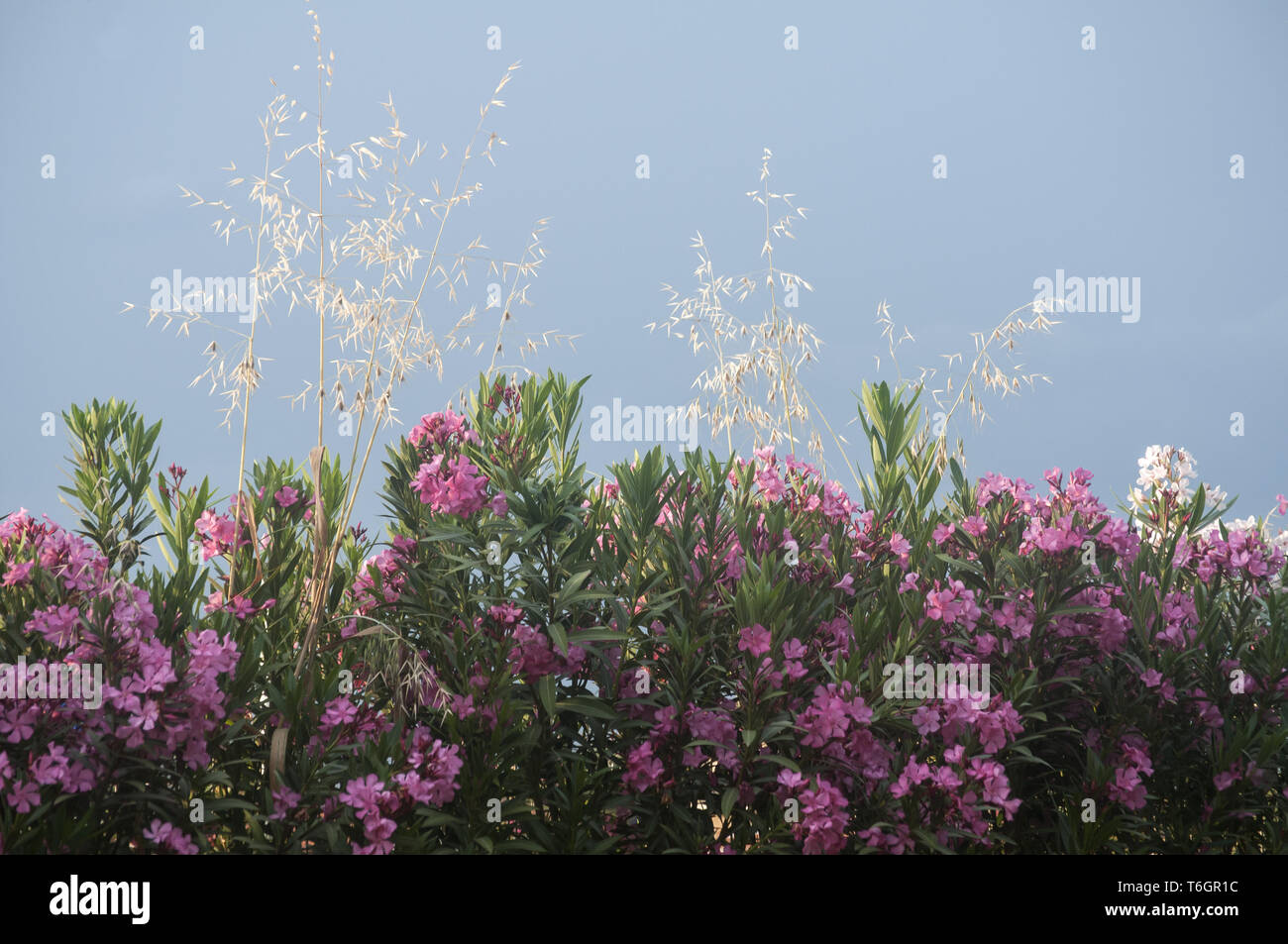 Oleandro fiori su sfondo cielo Foto Stock