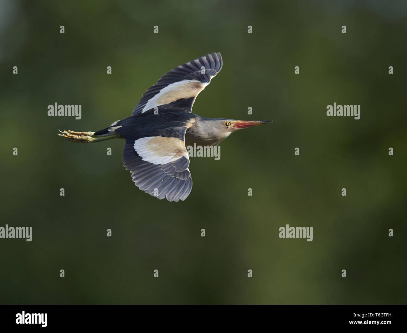 Tarabusino, comune tarabusino, Ixobrychus minutus, Zwergrohrdommel Foto Stock
