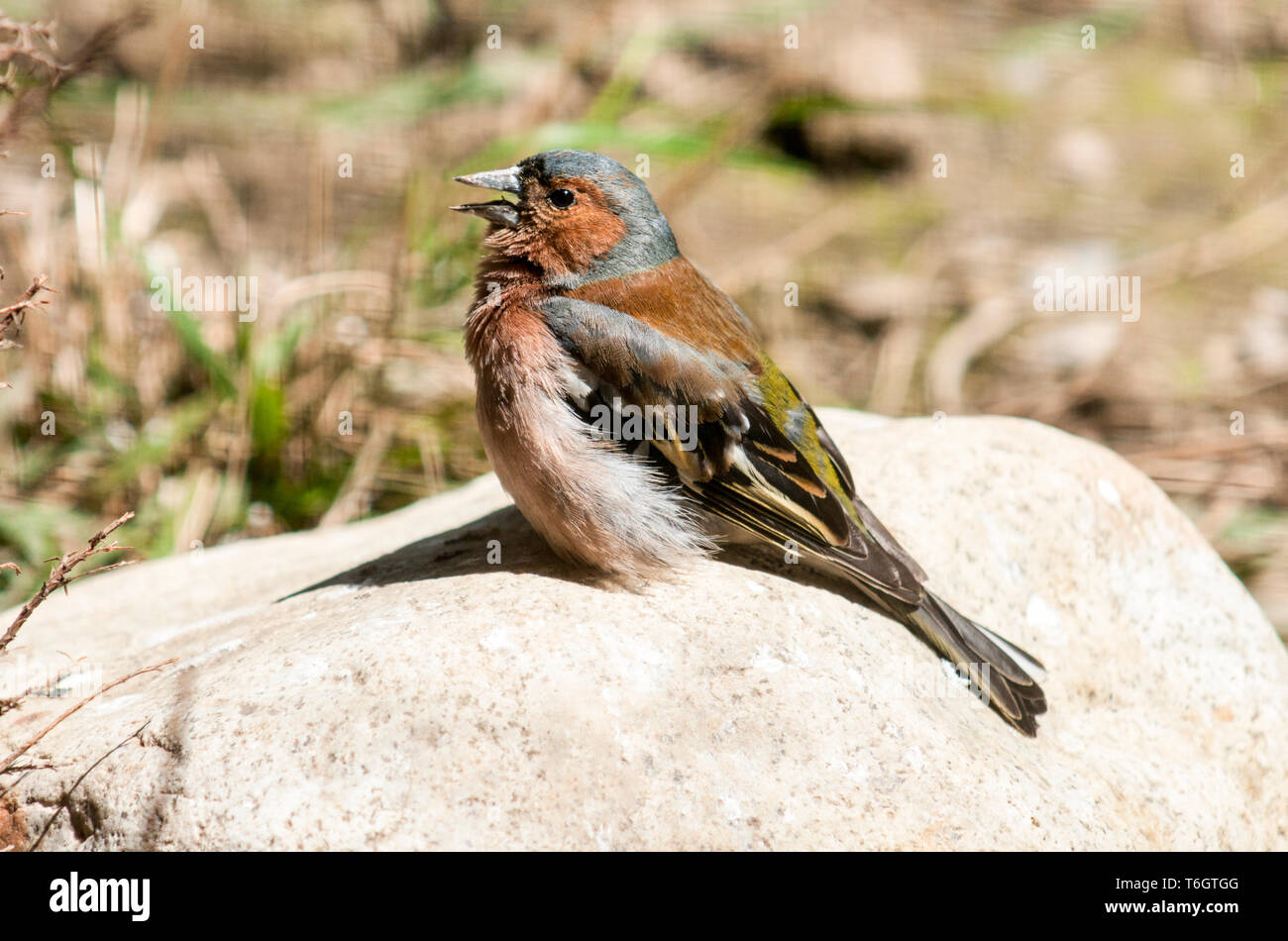 Fringuello ( Fringilla coelebs).Il canto maschio.a sud-ovest della Francia. Foto Stock