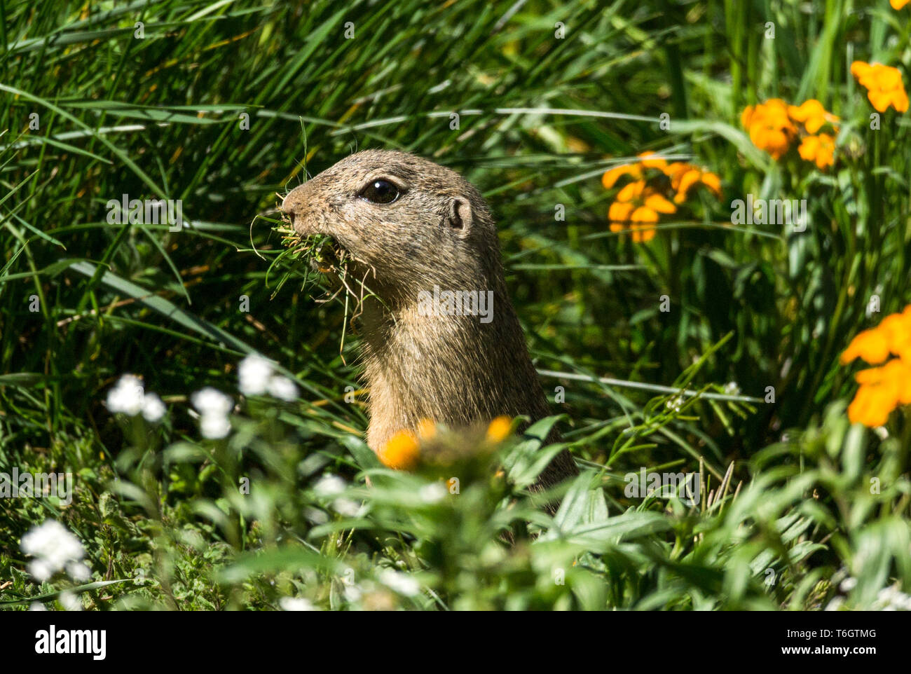 Suslik europea (Citellus souslicus) un avviso molto maschio di raccogliere la biancheria da letto per la sua casa della metropolitana. Lo stato dell'IUCN elenca come vulnerabili. Foto Stock